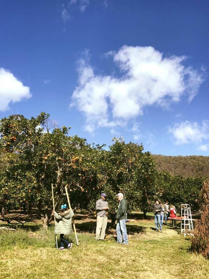Pick Your Own Oranges Dooralong Things to do Love Central Coast